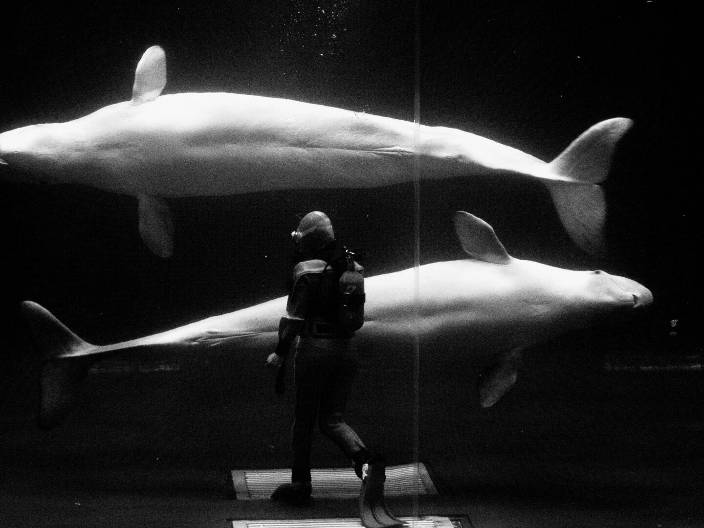 この魚の写真どうやって撮影したの？全国絵になる水族館めぐり撮影旅～中国地方編～