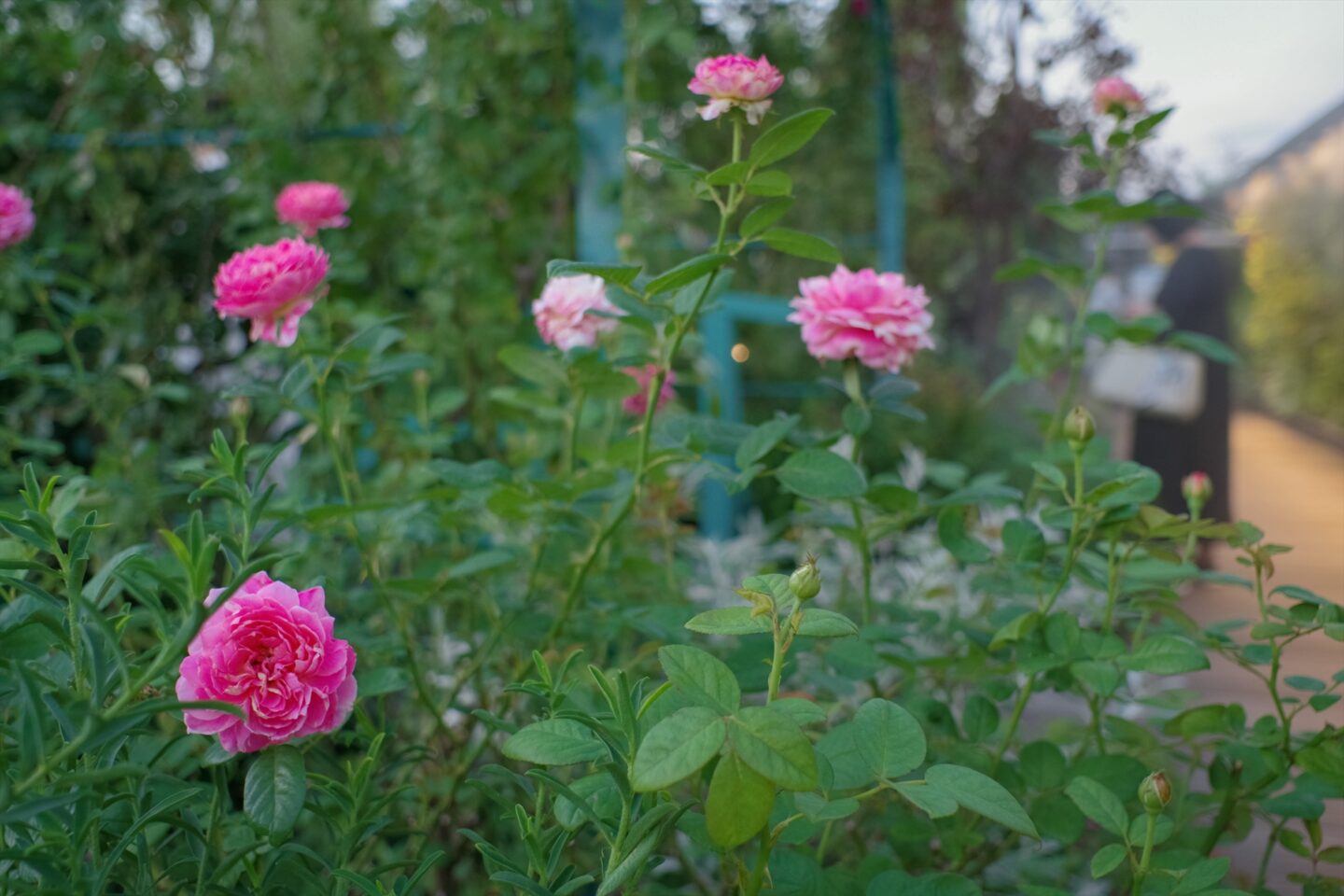 スナップレンズの真骨頂｜ペンタックス HD PENTAX-DA 21mmF3.2AL Limited レビュー