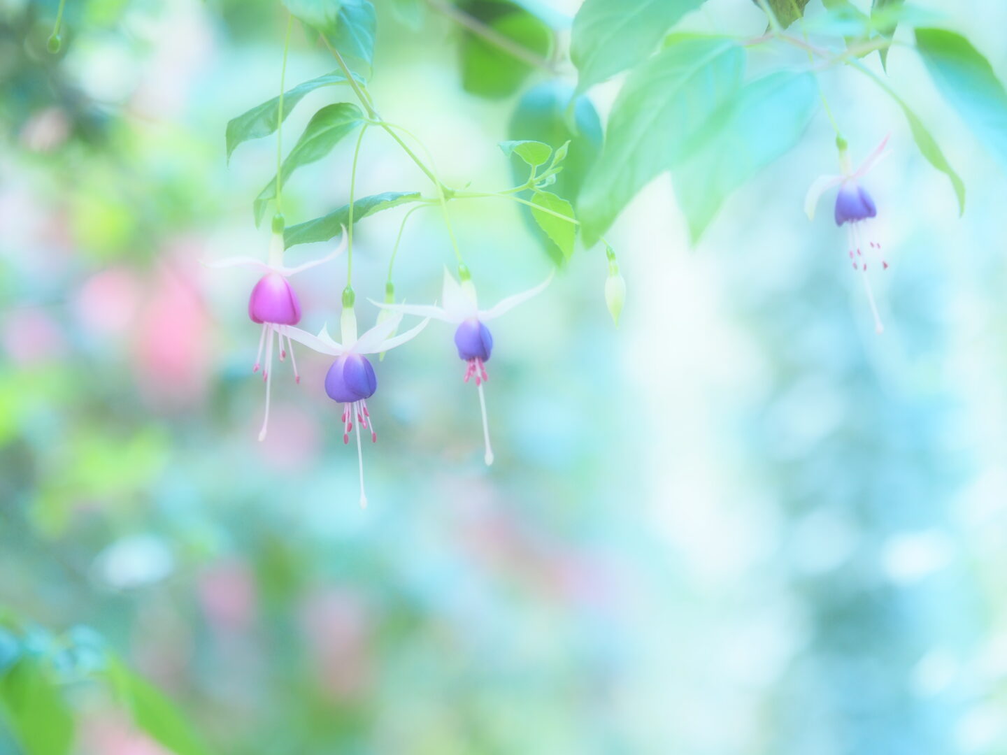 温室の花を撮りに出かけよう！｜上手に撮る方法をプロが紹介 ～吉住志穂～