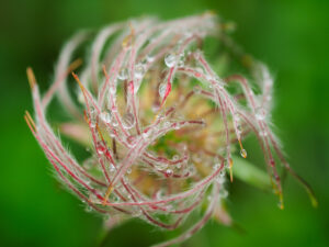 M.ZUIKO DIGITAL ED 60mm F2.8 Macroレビュー｜迷ったらこれ！世界観が広がる中望遠マクロレンズ