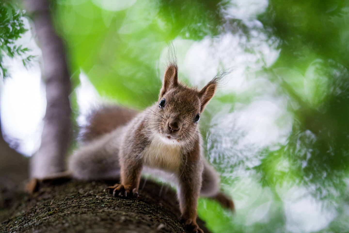 ソニー FE 200-600mm F5.6-6.3 G OSS レビュー｜野生動物写真家おすすめの超望遠ズームレンズ