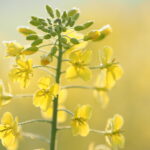 菜の花を撮ろう！｜上手に撮る方法をプロが紹介 ～吉住志穂～