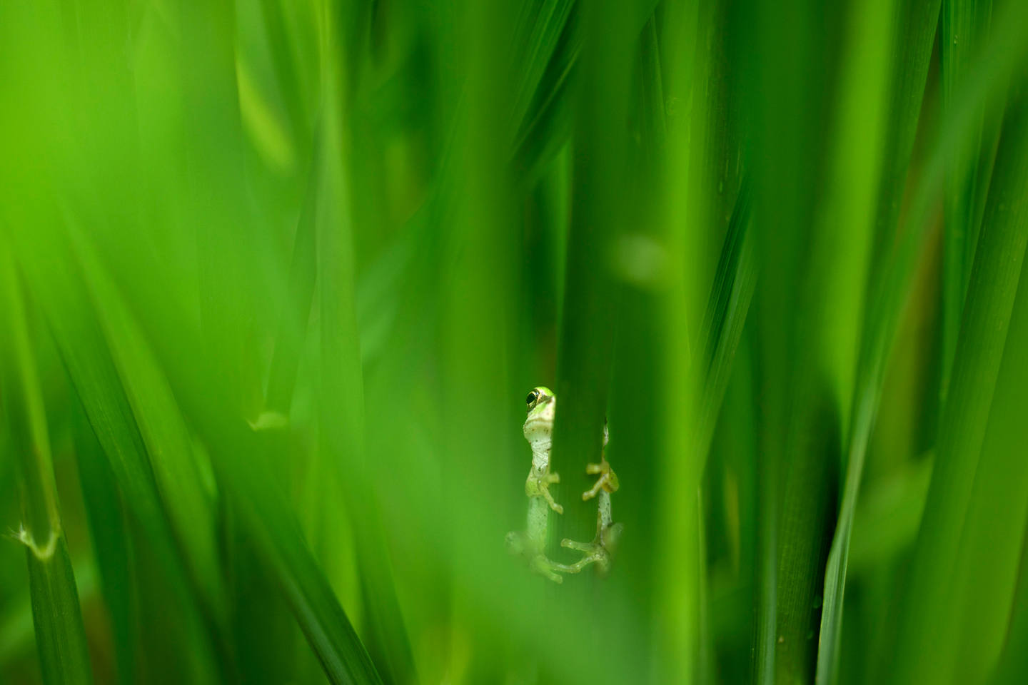 キヤノン RF100mm F2.8 L MACRO IS USM レビュー｜八木千賀子