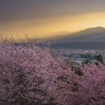 風景写真をビフォー・アフターで学ぶ｜その3：桜編