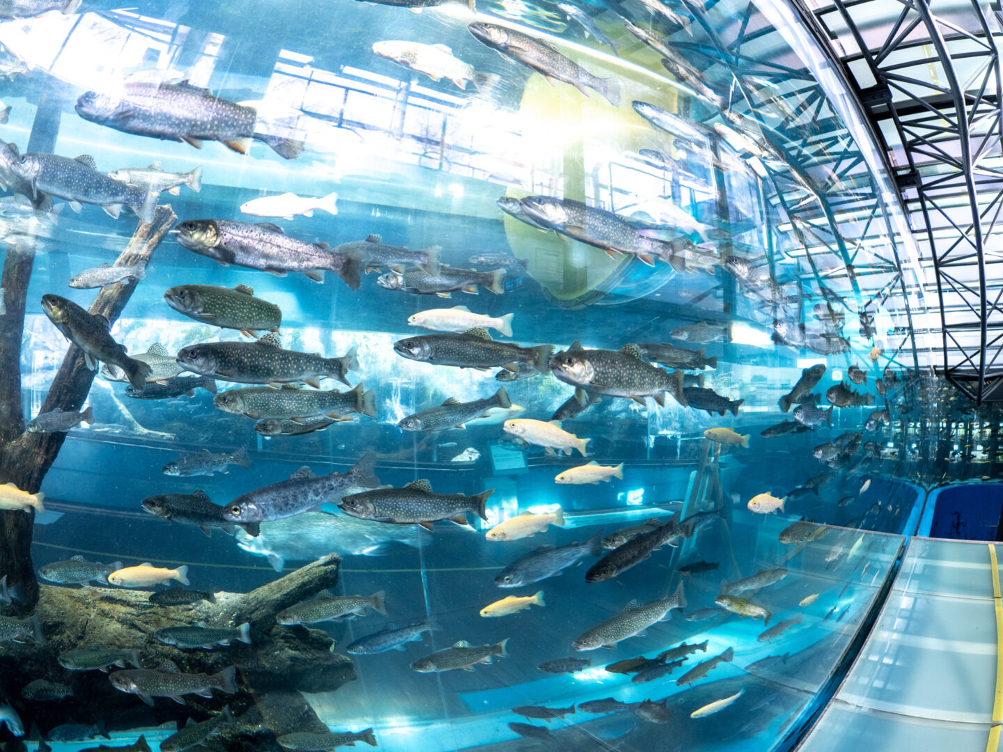 キモ可愛い深海魚や幼魚だけの水族館！？全国絵になる水族館めぐり撮影旅～東海編～