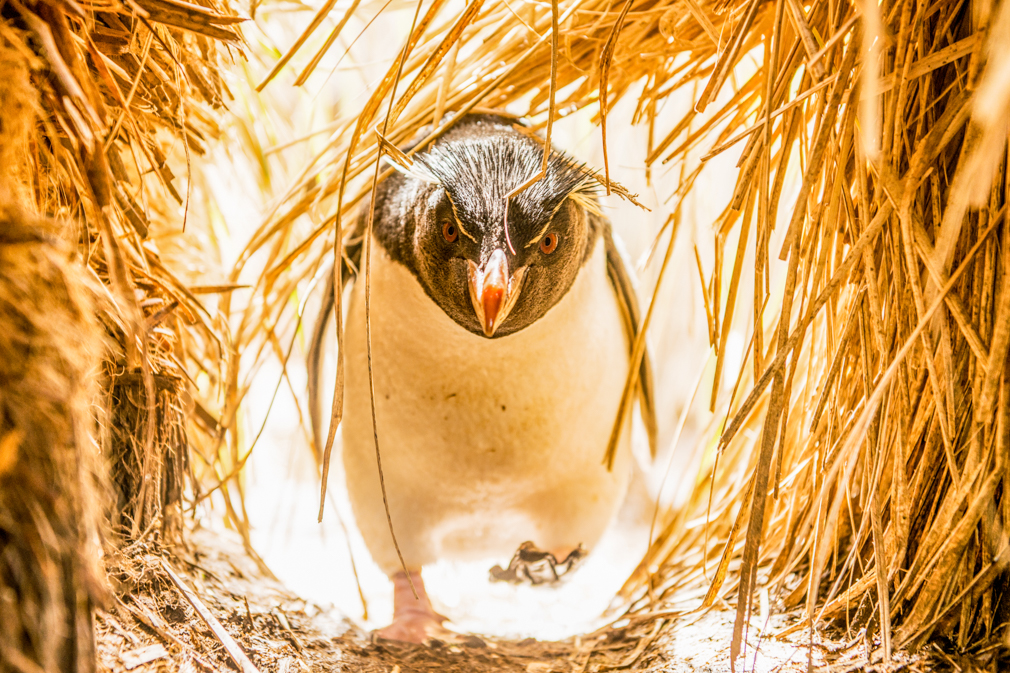 ペンギン世界への撮影記 ～ ニューアイランド島編 ～｜岡田裕介