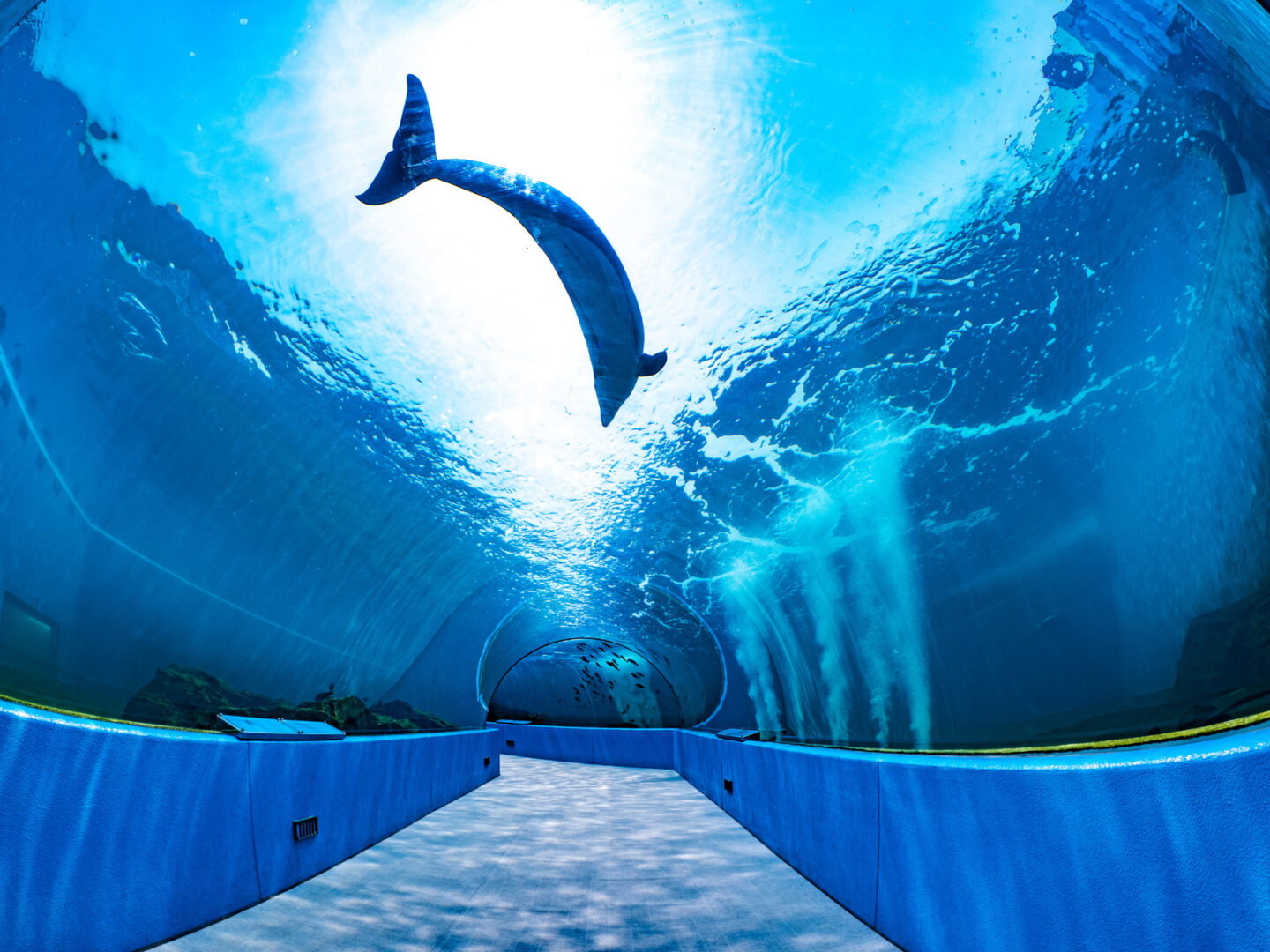 穴場な無料水族館や古民家をリノベーションした水族館まで！全国絵になる水族館めぐり撮影旅～北陸編～