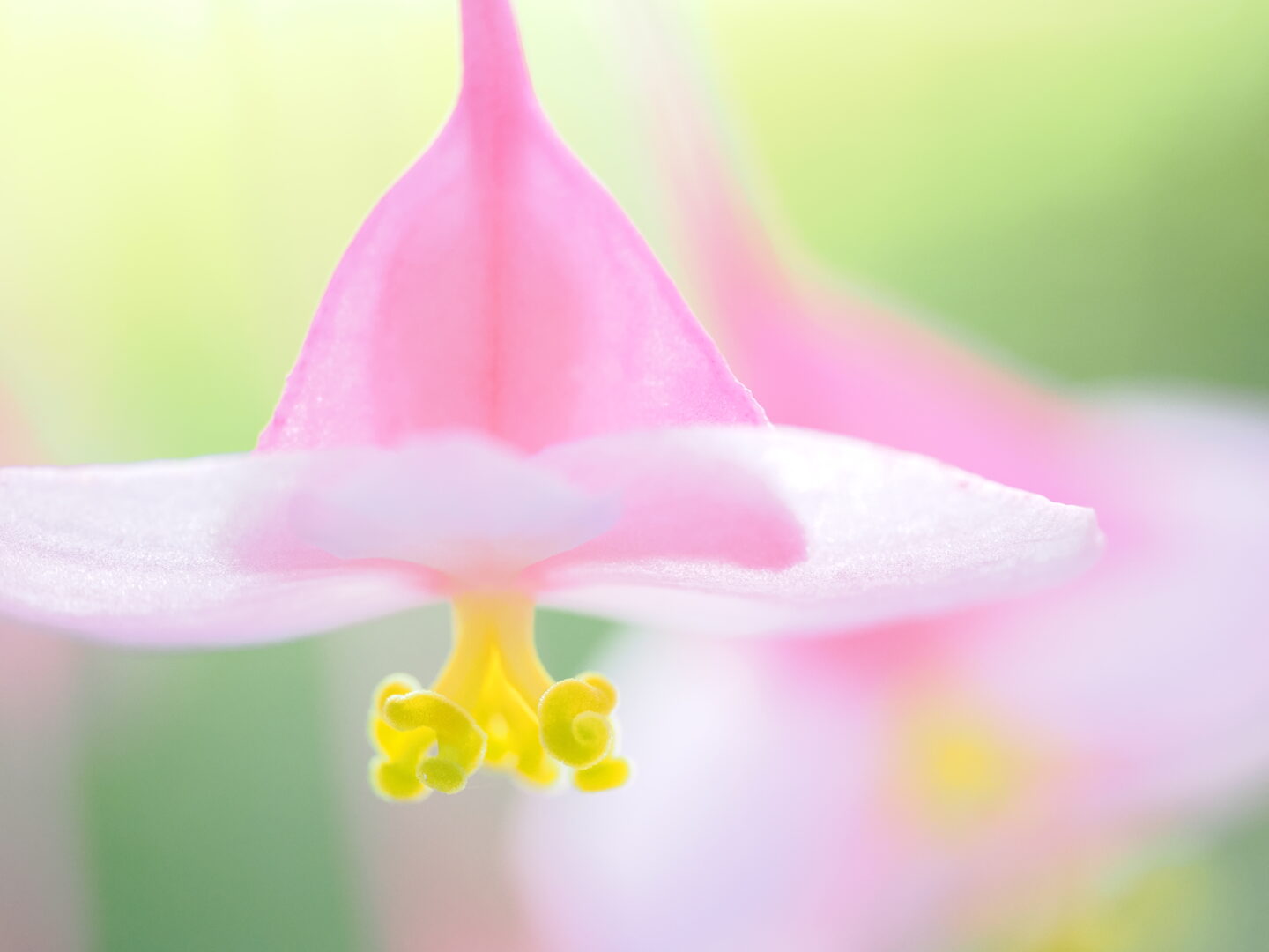 秋を彩る桃色の花 シュウカイドウ｜上手に撮る方法をプロが紹介 ～吉住志穂～