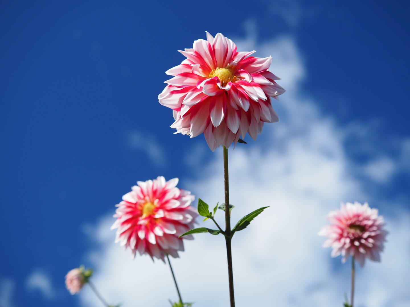 優美に彩る大輪の花ダリア｜上手に撮る方法をプロが紹介 ～吉住志穂～