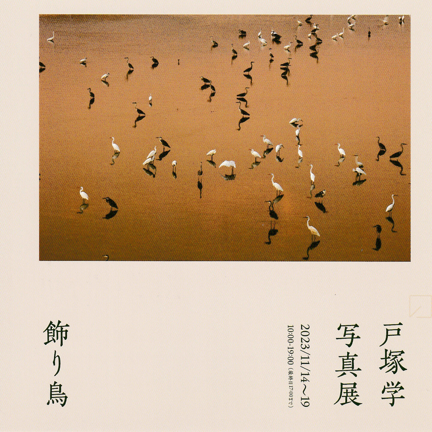 戸塚学 写真展『飾り鳥』2023年11月14日～19日＠東京・Nine Gallery