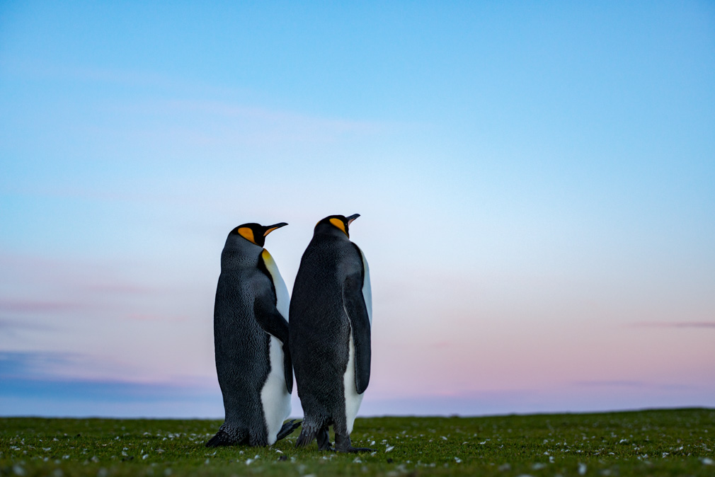 ペンギン世界への撮影記 ～それぞれの人生に唯一無二の視点がある編～｜岡田裕介