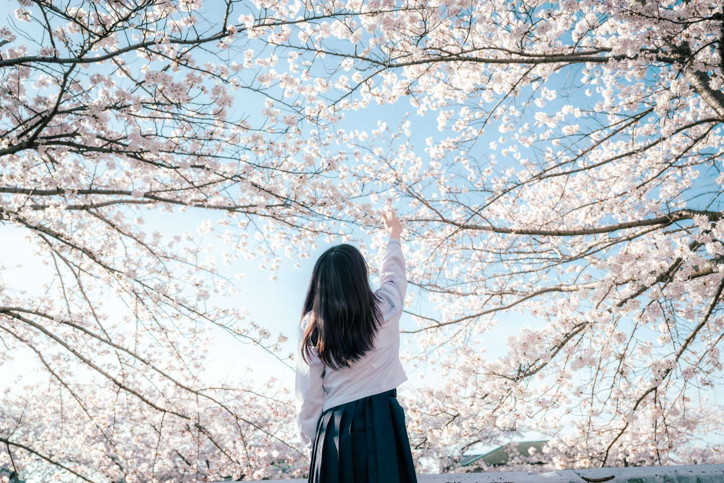 ドラマチックな作品に仕上げる「桜」の撮影テクニック