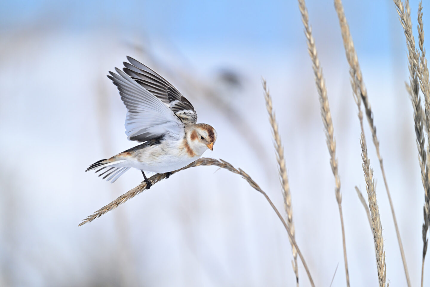 ニコン Z 8レビュー｜Ver.2.00で追加された鳥検出AFと、野鳥撮影に便利なカスタマイズ