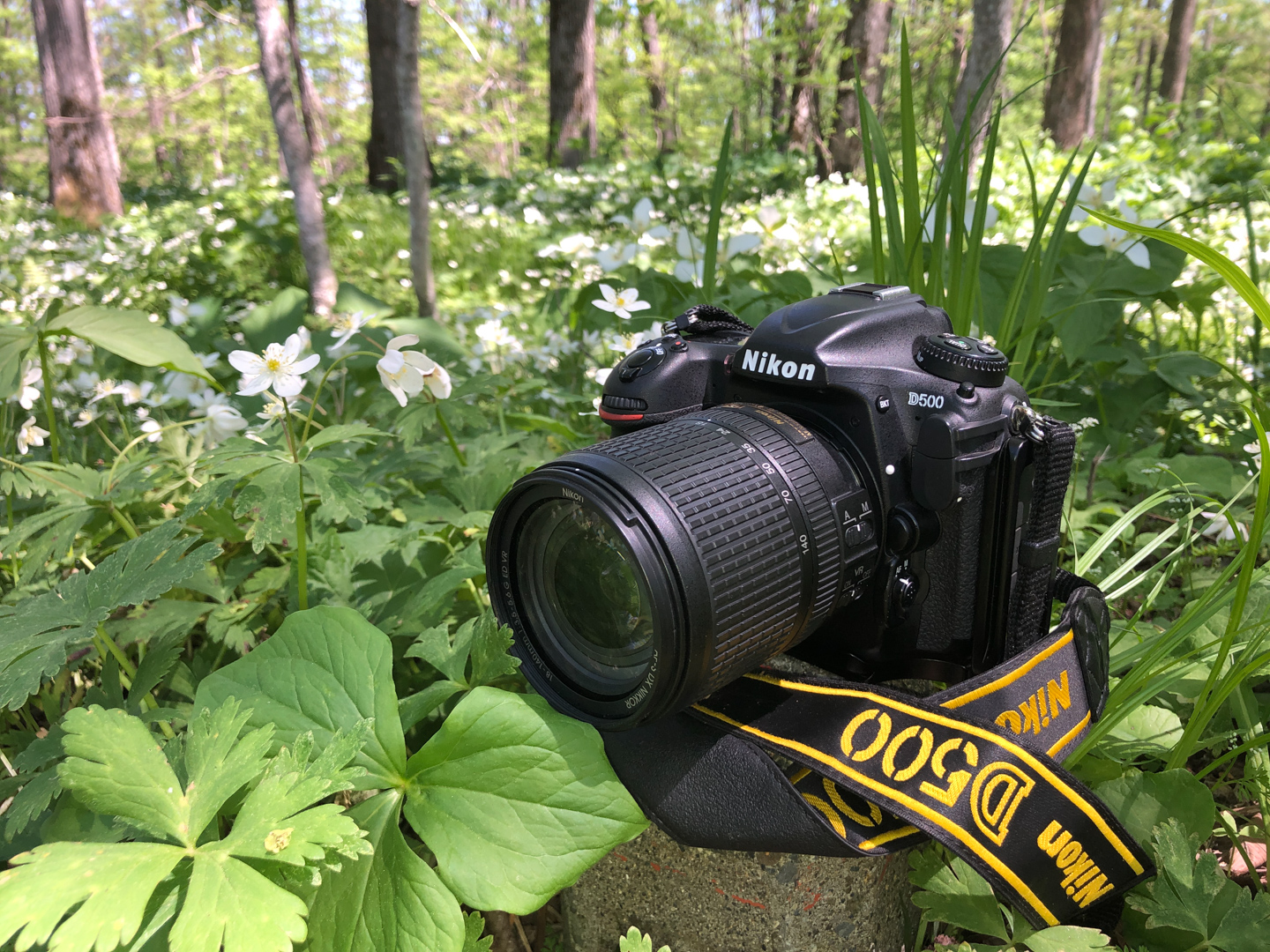 ネイチャースナップのすすめ｜薫風かおる季節をNikon D500で撮り歩く