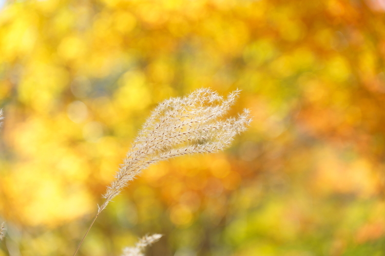 010_タムロン28-75mm F28 Di III VXD G2で撮影した作例.JPG