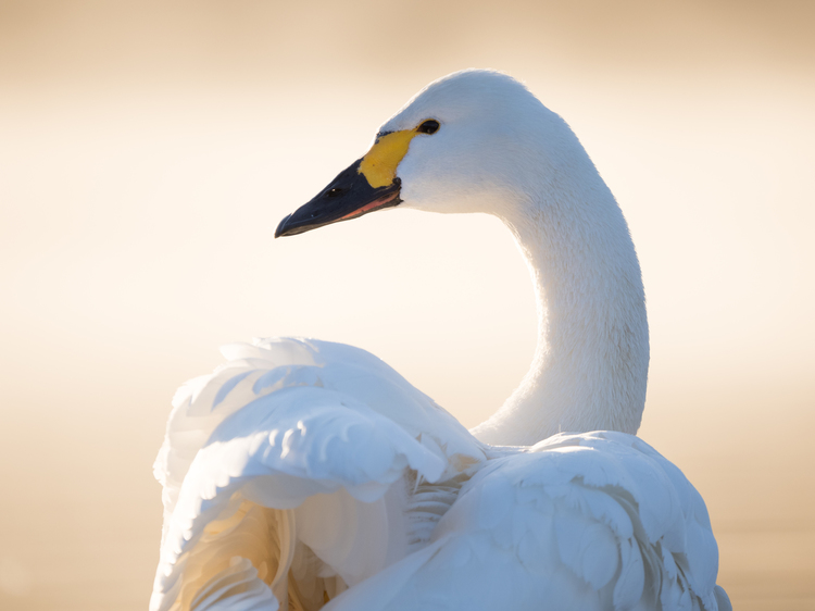 はじめての野鳥撮影方法とコツ・テクニック｜菅原貴徳