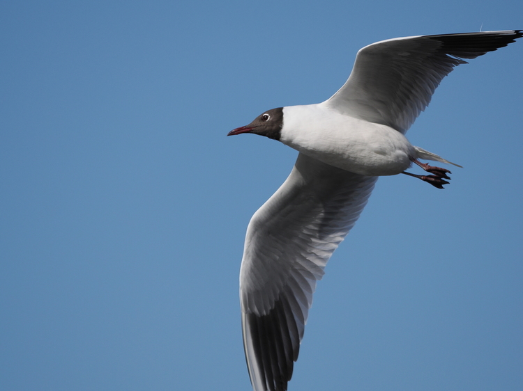 超軽量×超望遠 M.ZUIKO DIGITAL ED 100-400mm F5.0-6.3 IS レビュー《野鳥編》