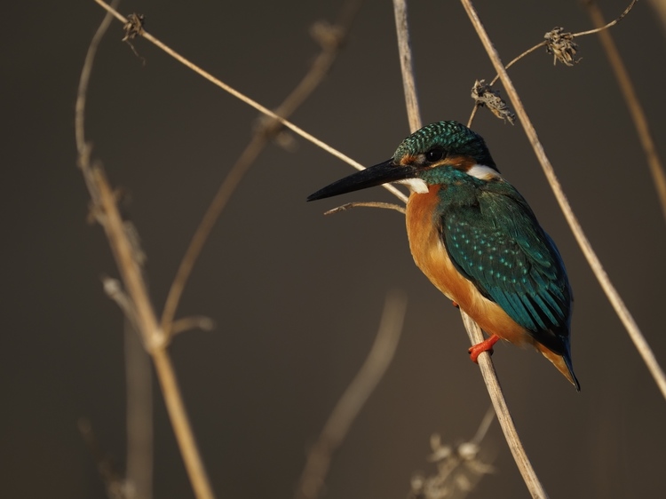 オリンパス M.ZUIKO DIGITAL ED 150-400mm F4.5 TC1.25x IS PRO レビュー｜圧倒的、快適な超望遠撮影が可能に！