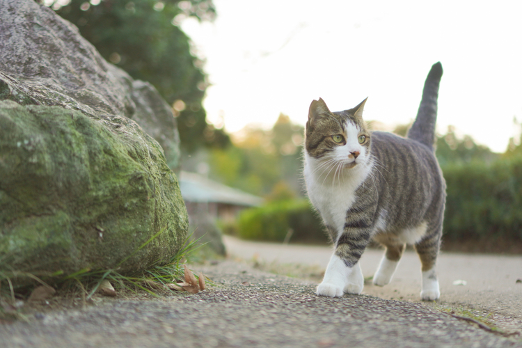 02_ソニー E 35mm F1.8 OSSで撮影した作例.jpg