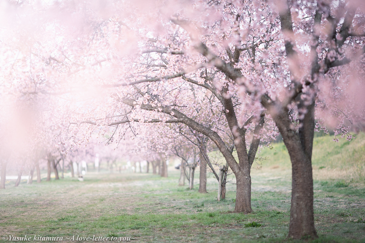 03_安行桜.jpg