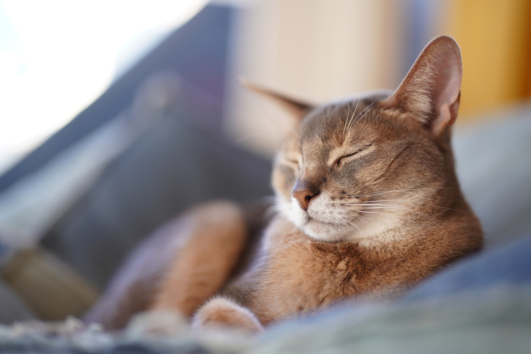 04_ペトグラファー小川さん湯沢さんが撮影した猫の写真.jpg