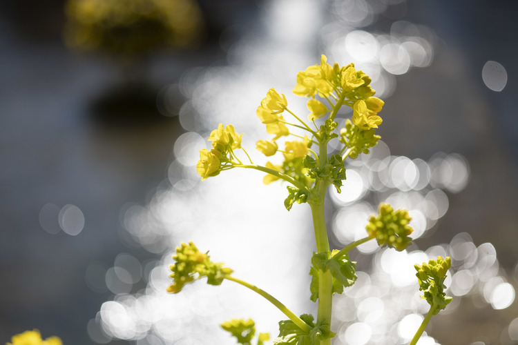 05_CONTAX Carl Zeiss S-Planar T 60mm F28 AEGでの作例.JPG