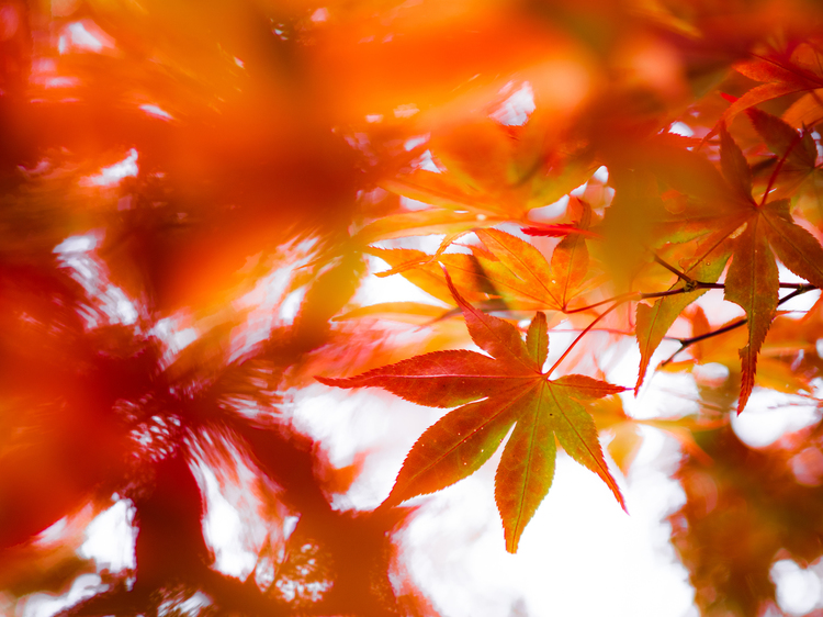 06_オリンパス M.ZUIKO DIGITAL ED 20mm F1.4 PROで撮影した作例.jpg