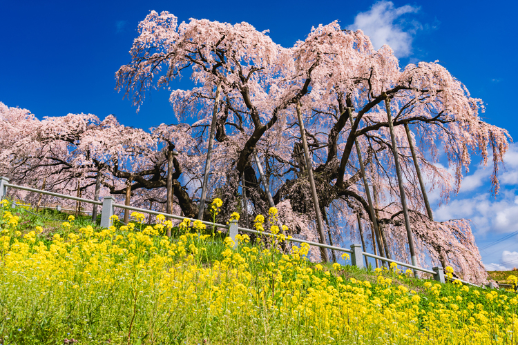 06_ソニー FE 24-105mm F4 G OSSで撮影した作例.jpg