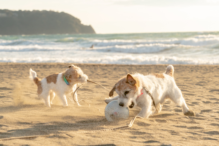 夏を楽しむ愛犬写真の撮り方｜人気ペトグラファー夫婦がご紹介！