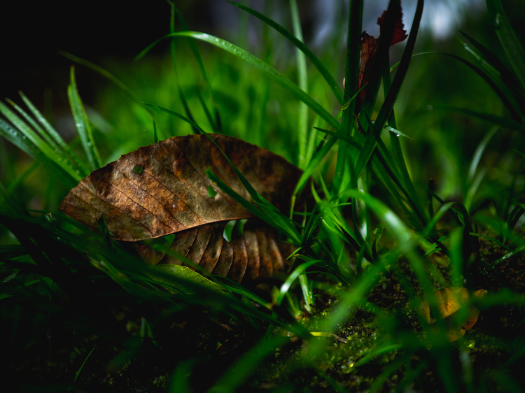 08_オリンパス M.ZUIKO DIGITAL ED 20mm F1.4 PROで撮影した作例.jpg