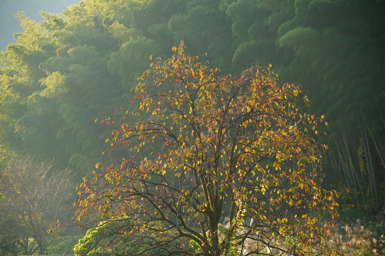 08_作例_177 mm_1-30 秒 (f - 8.0)_ISO 200.jpg