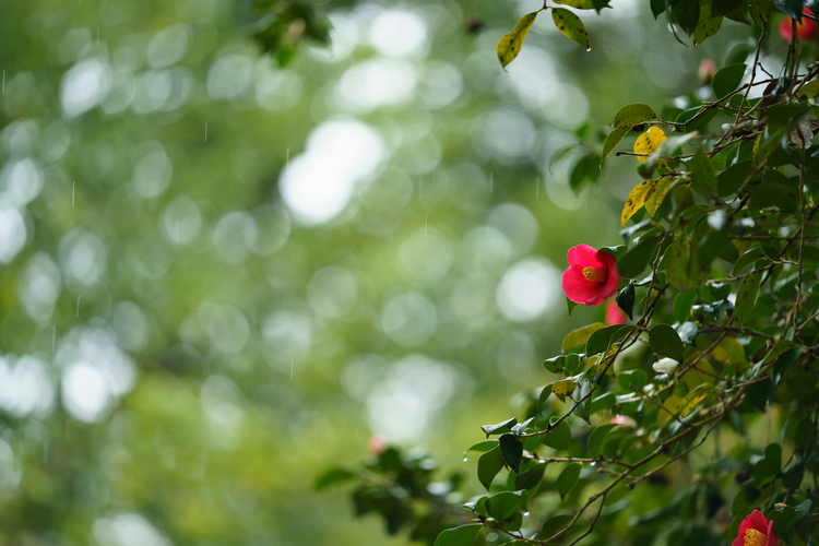 09_ISO 800_001_200 mm_1-200 秒 (f - 2.8)_1-2 EV_FE 70-200mm F2.8 GM OSS_DSC9513.JPG