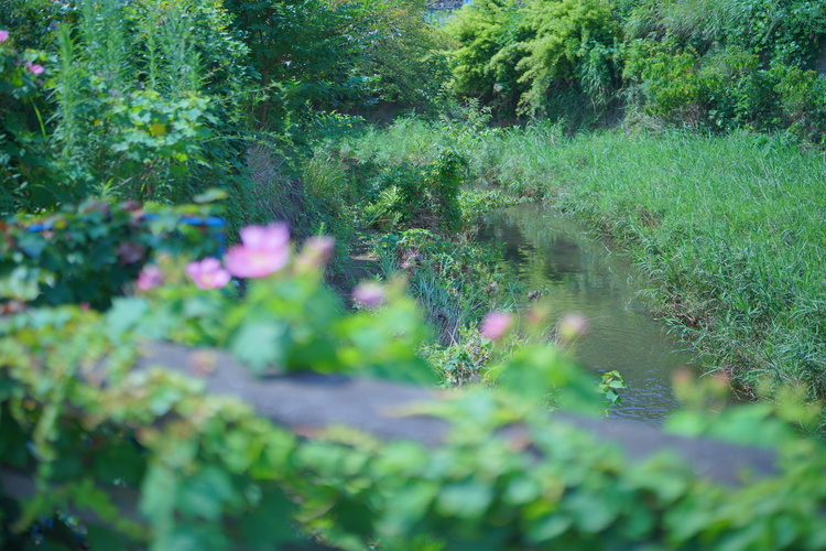 FE 50mm F1.2 GM作例