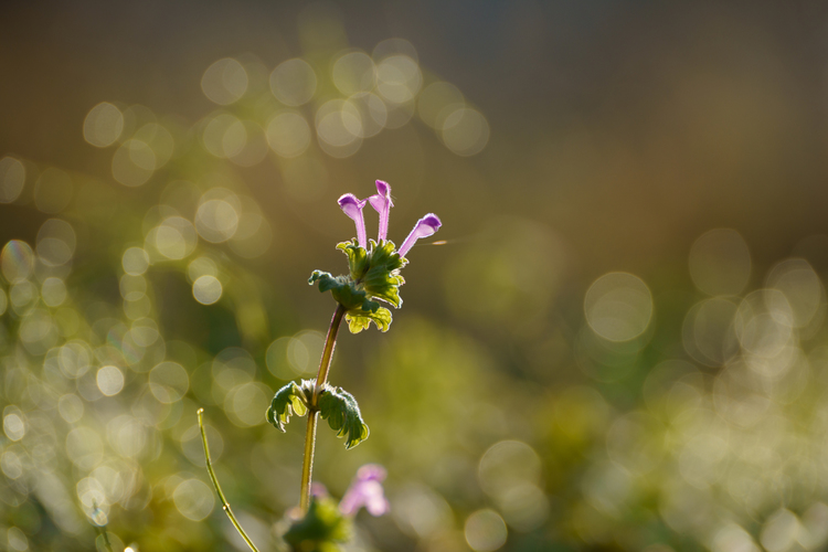 10_作例_300 mm_1-750 秒 (f - 8.0)_ISO 400.jpg