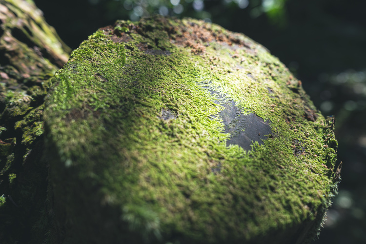 11_シグマ24mm F3.5 DG DN  Contemporaryでの作例.jpg