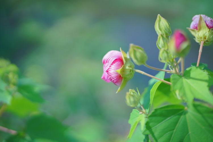 FE 50mm F1.2 GM作例