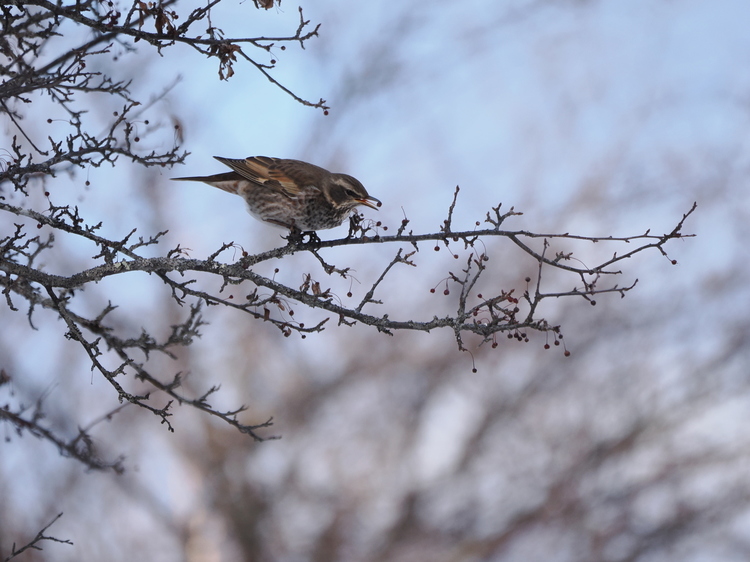 14_野鳥.JPG