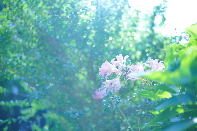 FE 50mm F1.2 GM作例