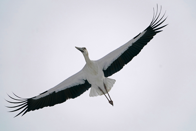 16_コウノトリの画像.JPG