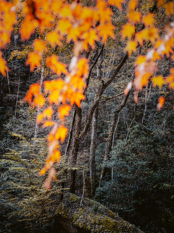 20_オリンパス M.ZUIKO DIGITAL ED 20mm F1.4 PROで撮影した作例.jpg