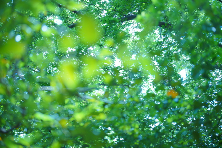 FE 50mm F1.2 GM作例