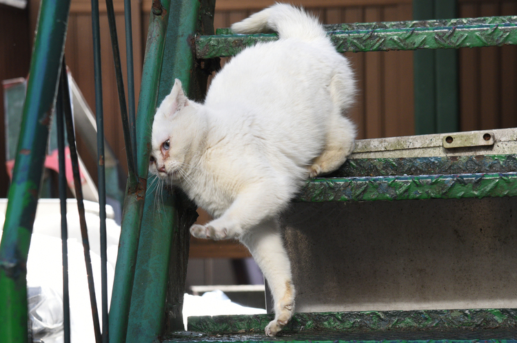 9_樋口 良夫「猫も階段から」.JPG