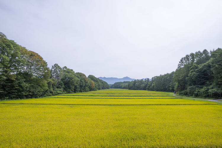 カールツァイス Zeiss Batis 2.8/18作例15