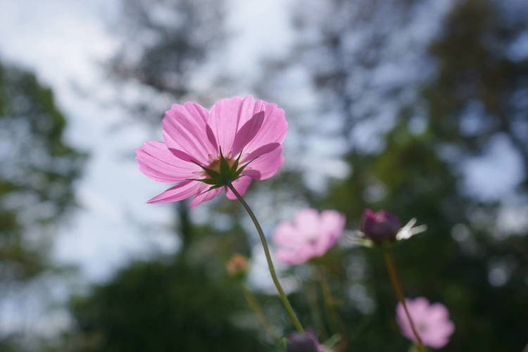 カールツァイス Zeiss Batis 2.8/18作例17