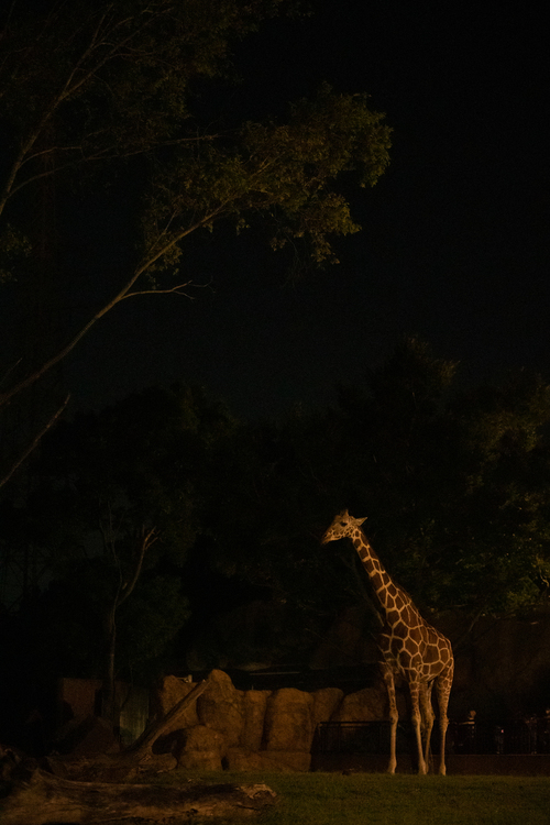 ナイトズー＆夜の水族館写真の楽しみ方3