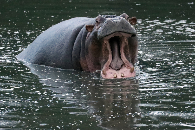 カバの画像.jpg