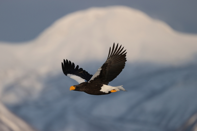 キヤノン EOS-1D X Mark IIIで大空を飛ぶ鳥を撮影した画像.JPG