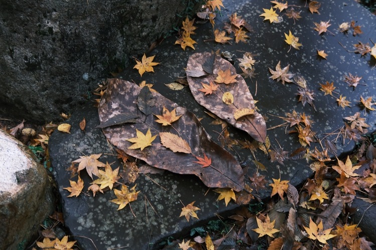 クラシックネガで紅葉を撮影した写真.jpg