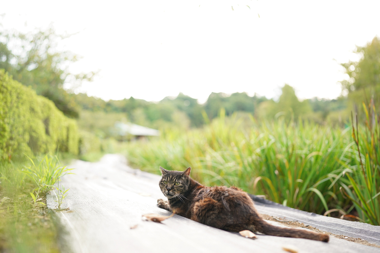 ソニー FE 35mm F1.4 GM作例 (6).jpg