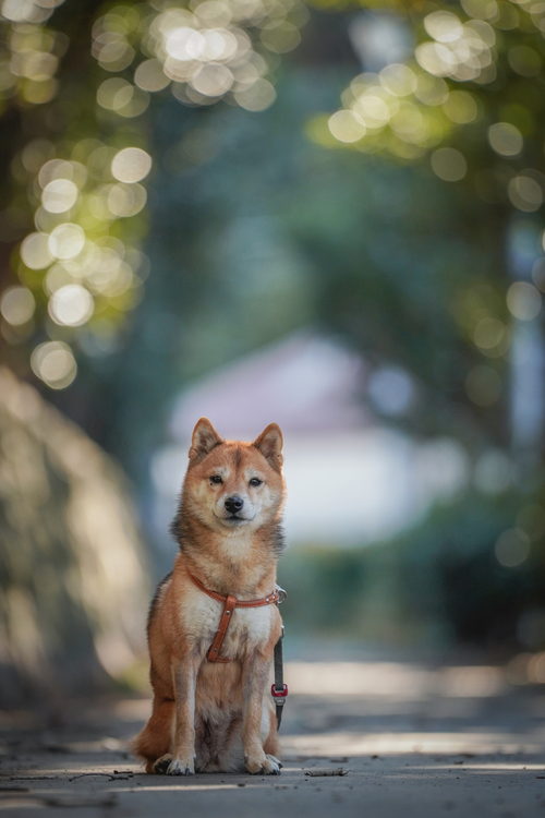 ソニー FE70-200mmF2.8GM OSS II レビュー｜小川晃代7.jpg